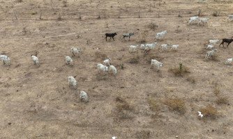 CRIME AMBIENTAL: Em Jauru,  Polícia Civil investiga maus-tratos contra bovinos em propriedades rurais