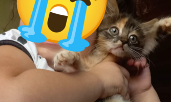 Tragédia Animal: Quatro Pets Morrem e Moradora Acredita em Envenenamento