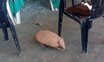 Dupla de Tatus Vira Atração em Restaurante às Margens da BR-070: 