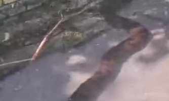 Sucuri de três metros assusta banhistas no Lagoa Azul, em Mirassol D’Oeste