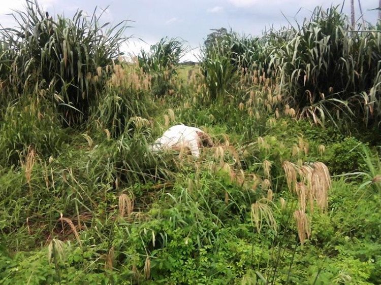 Produtor denuncia abate de novilha em propriedade rural de Quatro Marcos