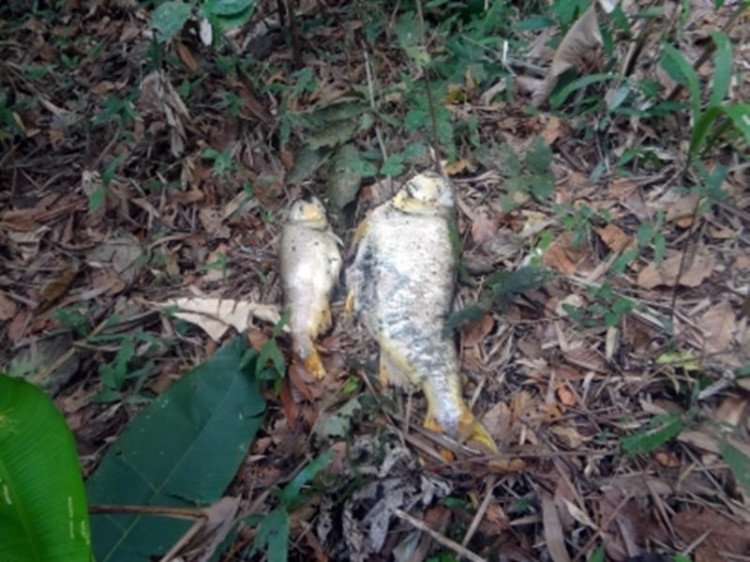 Laboratório investiga envenenamento de peixes por usina no rio Cabaçal, afluente do Rio Paraguai