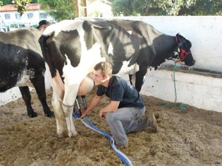 Delicada, vaca leiteira, ganha prêmio como Grande Campeã do  Torneio Leiteiro da 17ª. Expossol