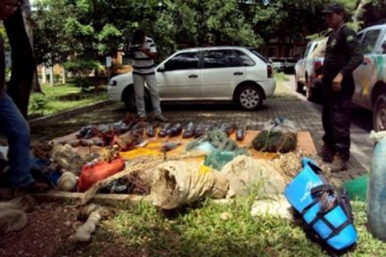 Fiscalização apreende 130 quilos de pescado irregular em  Indiavaí