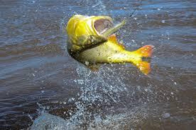 Período de proibição da pesca em rios de MT começa dia 1º de novembro