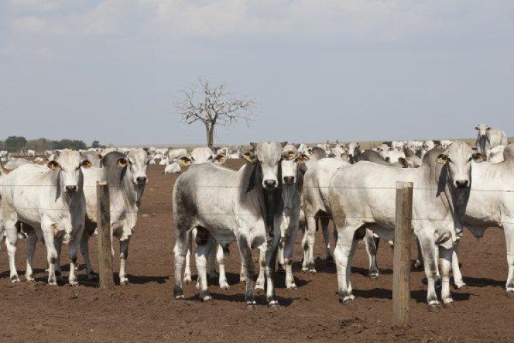 BOVINOCULTURA: Mato Grosso se destaca no setor da pecuária