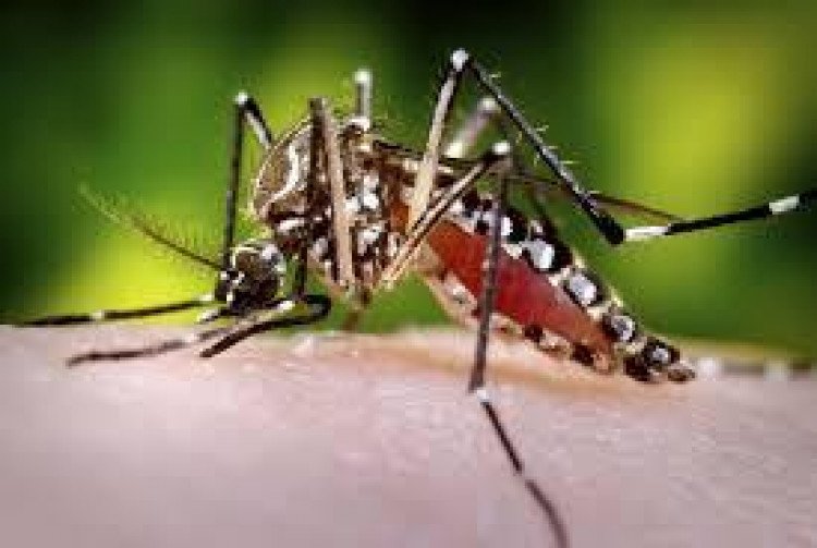 ALERTA: MT discute estratégia de combate ao mosquito Aedes aegypti