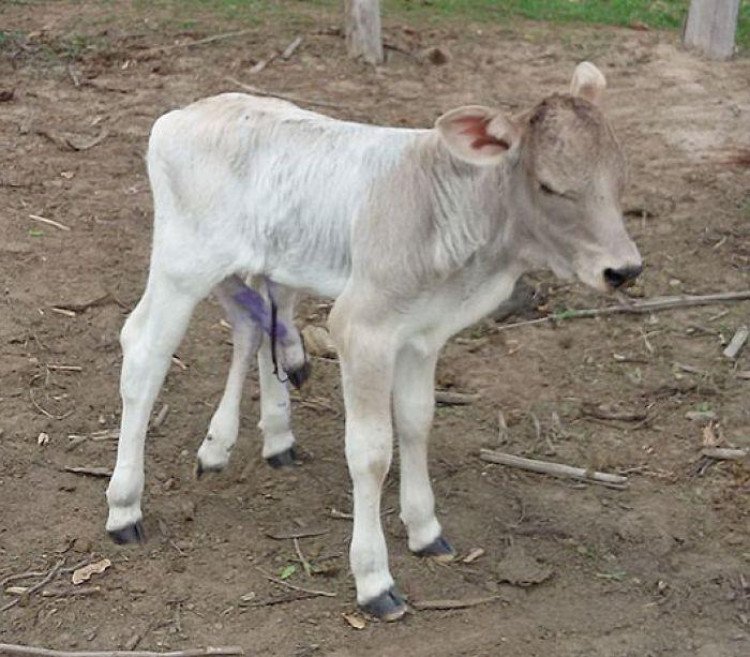 Bezerro de seis patas causa espanto em Mato Grosso