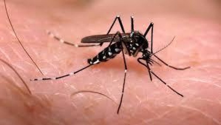 CISO-MT e Escritório Regional  de Saúde  promovem  sexta-feira (22) ação regional de combate ao aedes aegypti