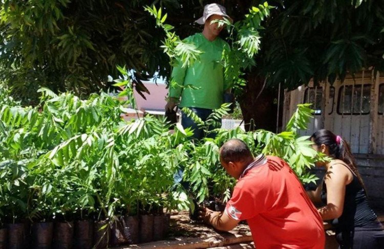 Mirassol ganha mudas de Arvores Florestais visando auxiliar na recuperação de Mananciais