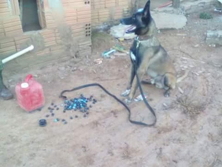 Canilfron durante cumprimento de mandado apreende 124 trouxinhas de cocaína em Lambari D'Oeste