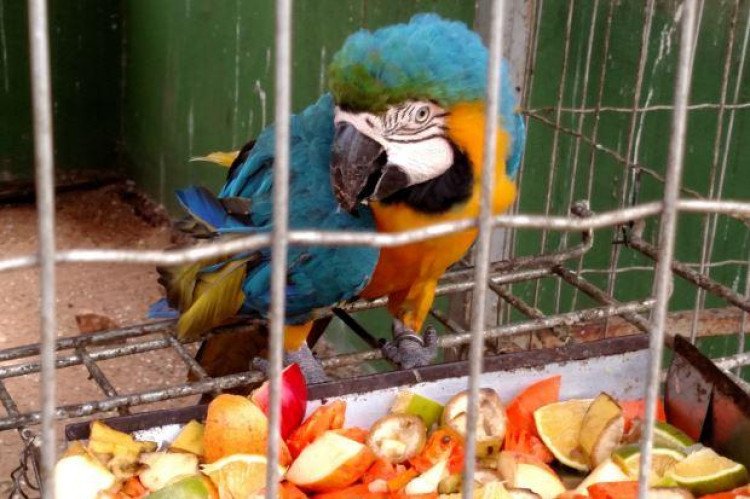 Sema de MT tem 55 animais silvestres disponíveis para guarda provisória
