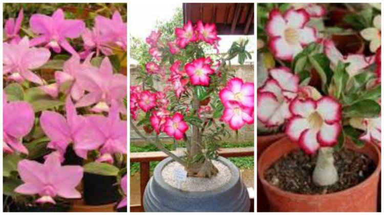Quatro Marcos recebe 2ª Exposição e Vendas  de Orquídeas e Rosas do Deserto