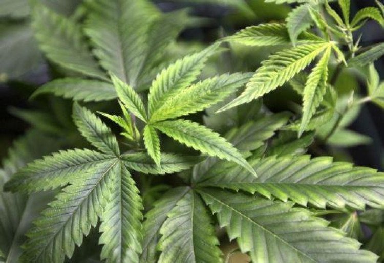 Anvisa aprova critérios para uso de medicamento à base de maconha