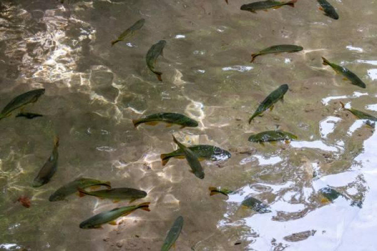 Piracema termina nesta quinta-feira nos rios de Mato Grosso