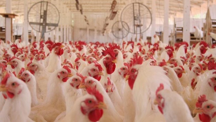 Ministério bloqueia  exportação de produtos de aves de 10 unidades da BRF