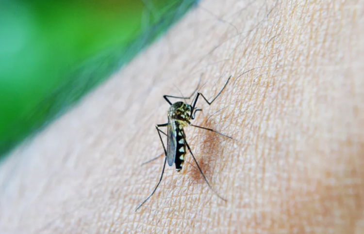 DENGUE, CHIKUNGUNYA E ZIKA: Mirassol é um dos municípios de MT com risco de surto de doença