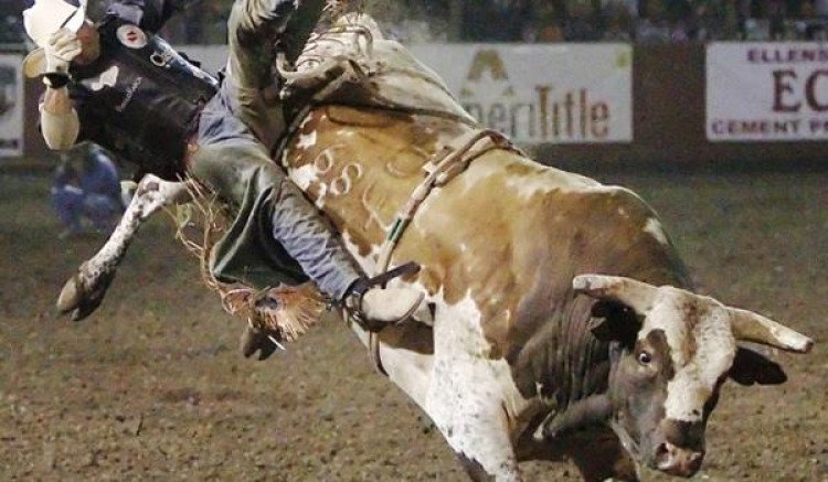 PROIBIÇÃO DE RODEIOS: MP realiza audiência pública para discutir maus tratos a animais em práticas esportivas