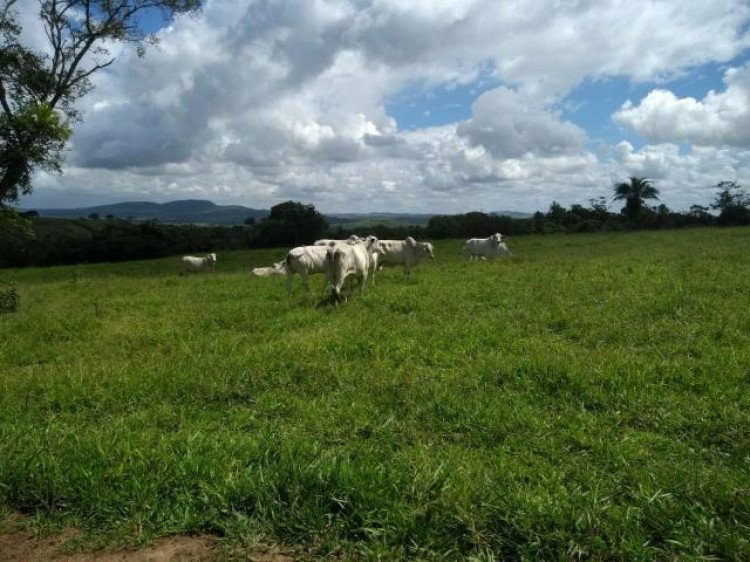 OPERAÇÃO RED MONEY: fazenda em Salto do Céu está entre os bens  que houve sequestro pela justiça