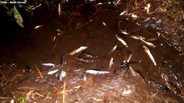 Morte de peixes levanta suspeita de crime ambiental no Córrego das Pitas em Araputanga