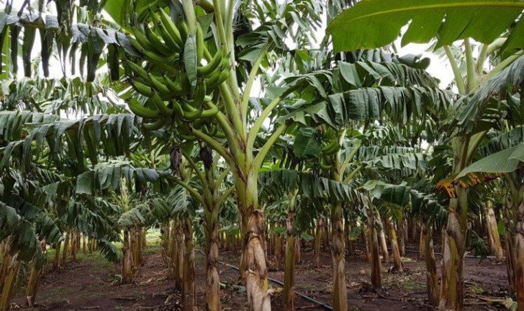 Produtor de Mirassol adere a nova técnica de plantio e aumenta em 50%  a produtividade da banana da terra