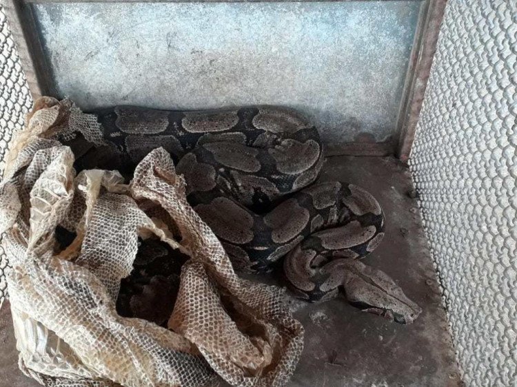 ARAPUTANGA: Jiboias, jabutis e filhote de macaco prego são resgatados de cativeiro