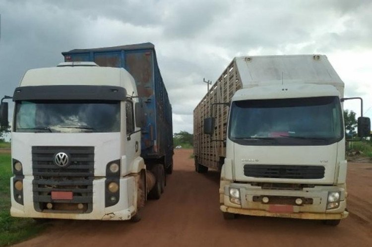 Gefron recupera gado roubado em fazenda na fronteira