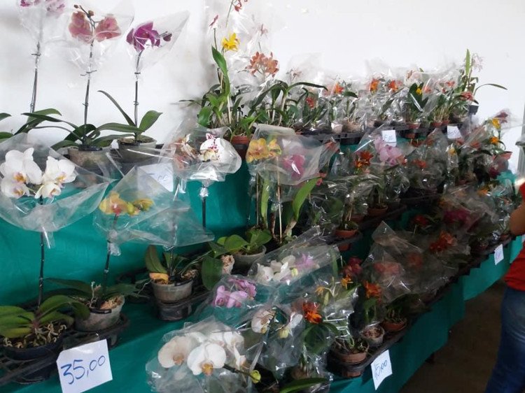 Iniciou hoje o 8º Festival de Rosas e Orquídeas do Deserto promovido pelo Rotary em Quatro Marcos