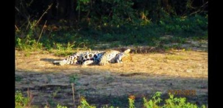 Onça foi vista passeando em uma ilha no Centro de Cáceres