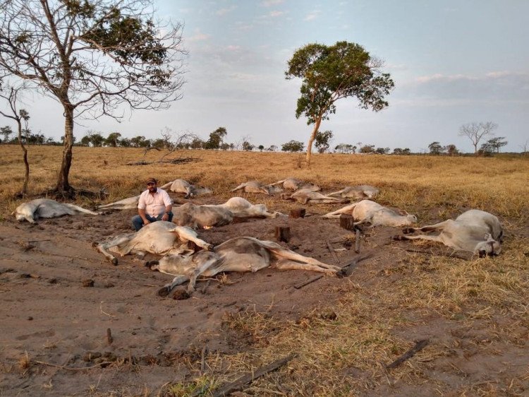 Cerca de 100 cabeças de gado morrem após frio de 9°C em Reserva do Cabaçal