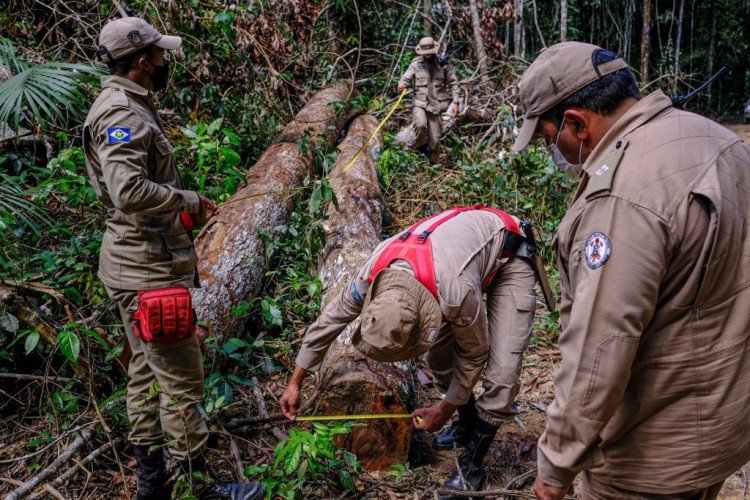 desmate e exploração florestal com uso de fogo geram multas de 107,39 milhões aplicadas pelo Governo de MT