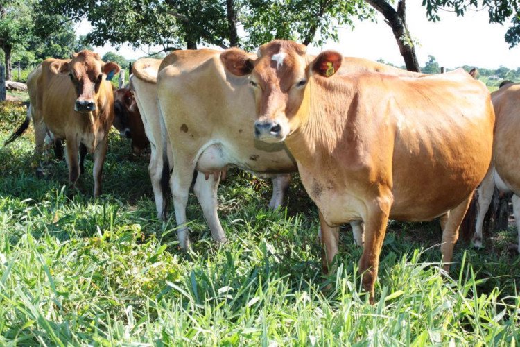 Produtores tem acesso a melhoramento genético para incrementar rebanho leiteiro