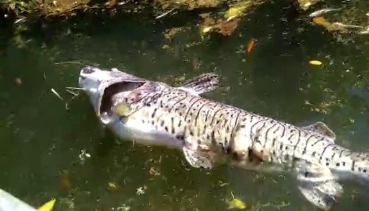 SEMA multa  hidrelétrica por mortes de peixes