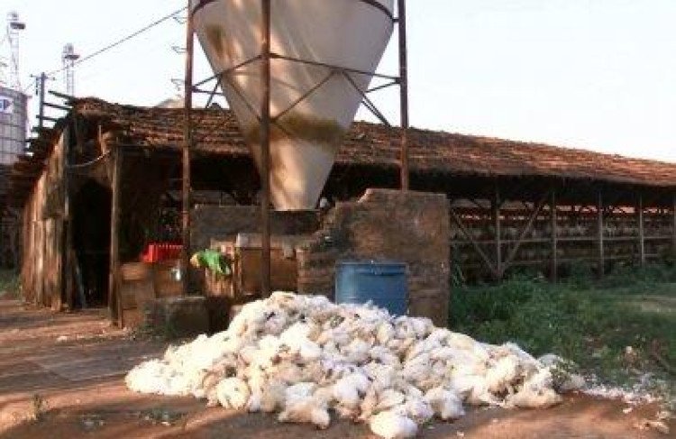 Onda de calor mata 30 mil galinhas