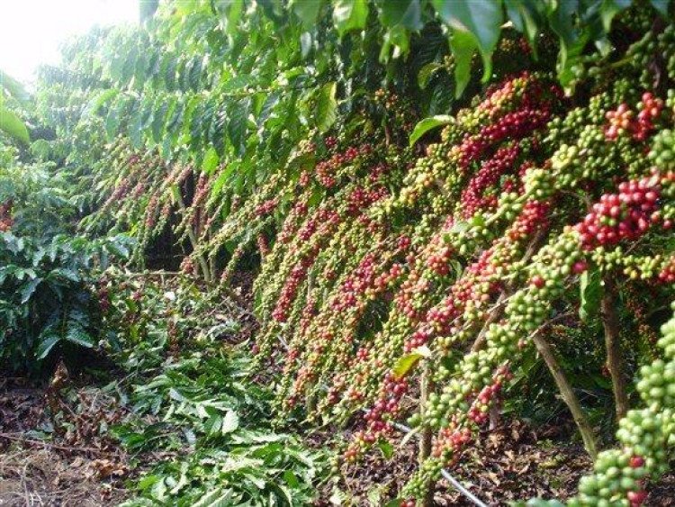 Secretaria de Agricultura realiza entrega de mudas clonais de café conillon  da para implantação de