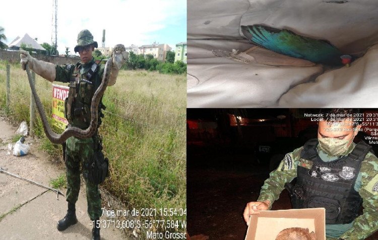 Batalhão Ambiental resgata sucuri, tracajá e pássaro em Cuiabá e Várzea Grande