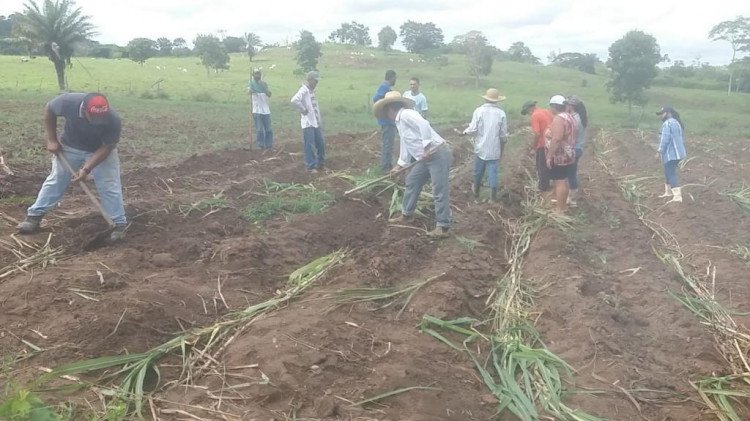 Agricultura de Quatro Marcos implanta viveiro de mudas de capim capiaçu no assentamento Duas Meninas