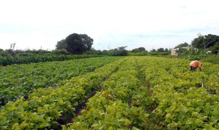 Bolsonaro altera definição de agricultor familiar para o aumentar participação em políticas públicas