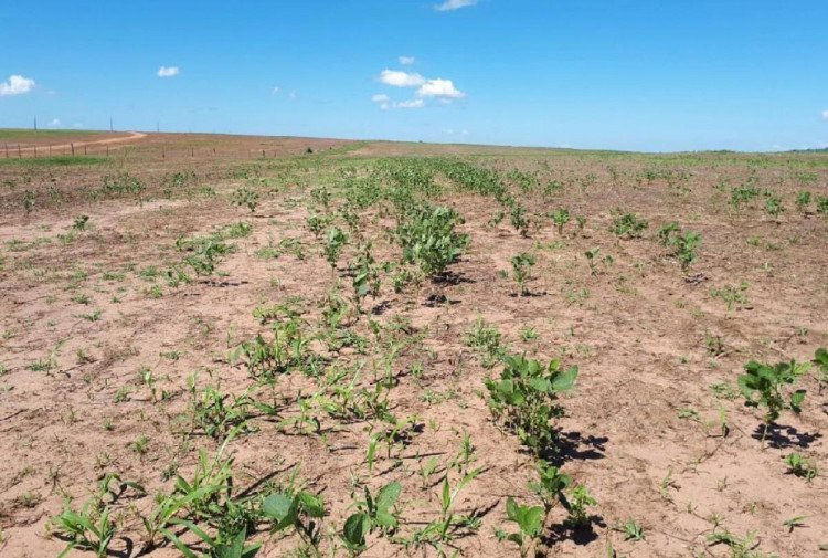 Vazio sanitário da soja começa na próxima terça-feira (15) em Mato Grosso