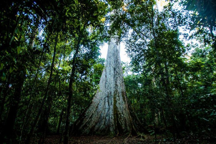 Mato Grosso reduz em 21% alertas de desmatamento, número superior ao restante da Amazônia Legal