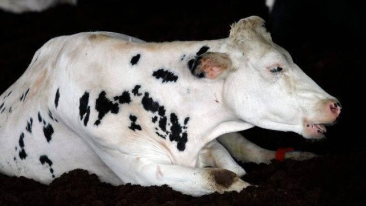 Casos de vaca louca em Mato Grosso e Minas Gerais são confirmados por Ministério do Governo Federal