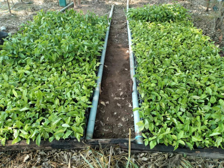 Mudas clonais de café conillon e calcários são distribuídos pela prefeitura de 4 Marcos