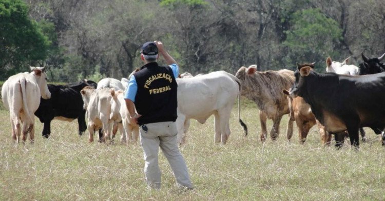Fiscais do Indea fazem abate de gado boliviano sem procedência sanitária