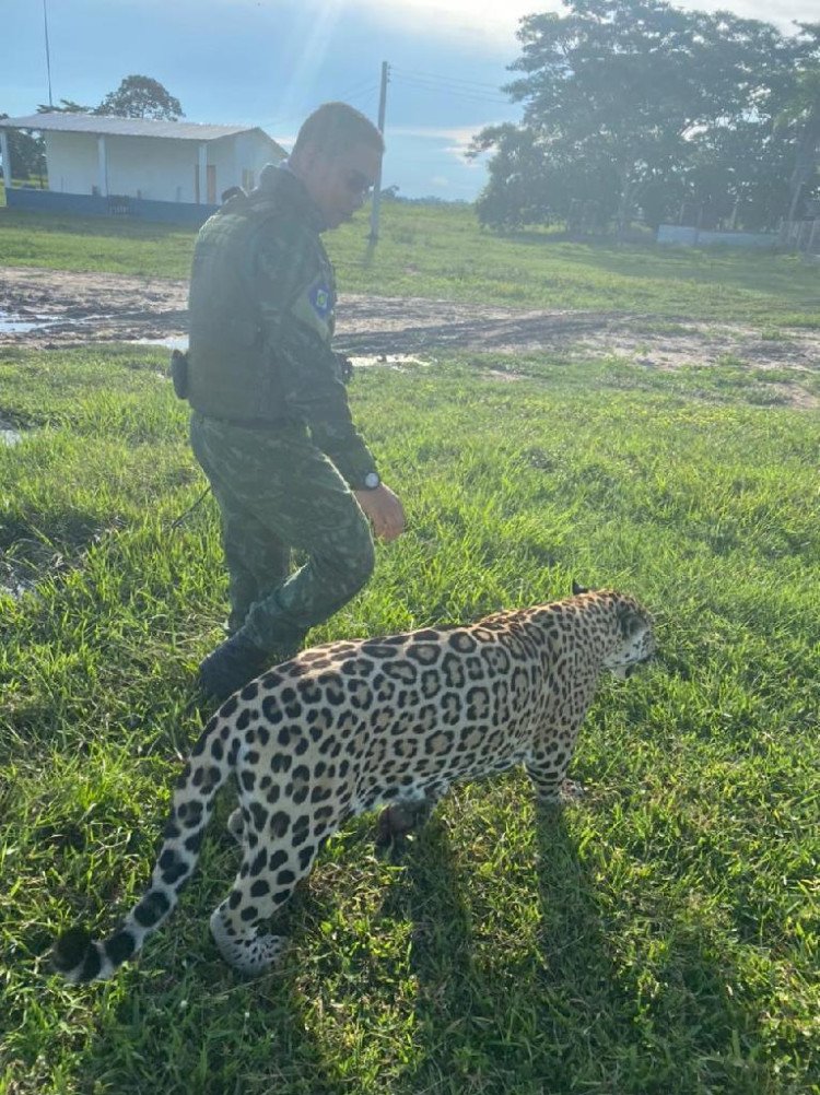 Resgate de onça-pintada em Cáceres: Batalhão Ambiental da PM participa de ação de resgate do animal