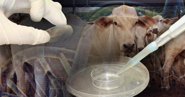 Prefeitura de Quatro Marcos convida para o lançamento do Projeto de Embriões de Bovinos de Leite para a Agricultura Familiar