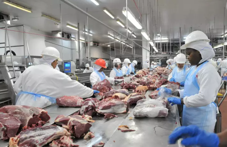 Minerva abre programa de estágio com chance de efetivação