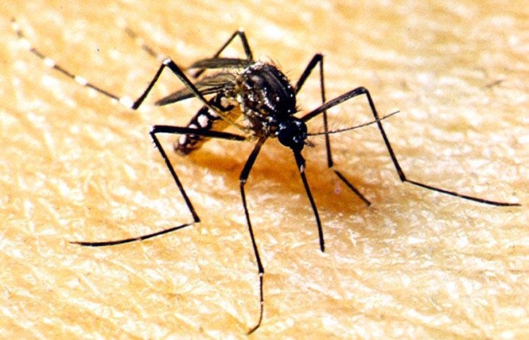 Nova cepa da dengue identificada em Mato Grosso