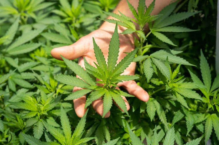 STJ autoriza 3 pessoas a plantarem maconha para uso medicinal