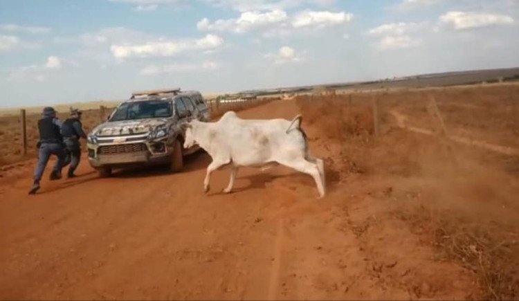 Vaca 'brava' corre atrás da PM após ser libertada de cerca em MT