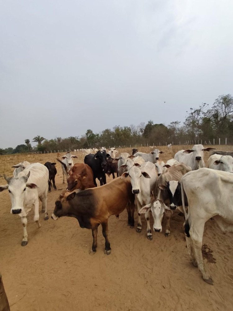 Em Cáceres, mais de 50 cabeças de gado são recuperadas após roubo em fazenda